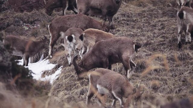 Spring and winter life of West Caucasian tur (Capra caucasica dinniki) at West vicinity of Elbrus at an altitude of 3000 meters (Alpine meadows)