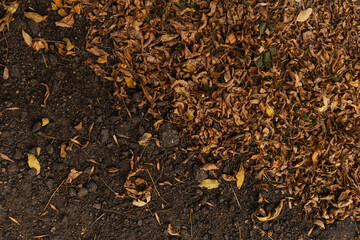 Dry yellow autumn fall tree leaves on the ground