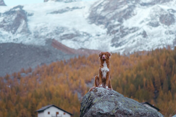 dog in the autumn mountains . Nova Scotia Duck Tolling Retriever stands on a stone 