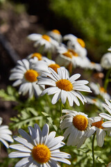 Set of daisies, Bellis perennis, flowers with white petals and yellow bud. Many flowers with selective focus.