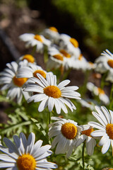 Obraz premium Set of daisies, Bellis perennis, flowers with white petals and yellow bud. Many flowers with selective focus.