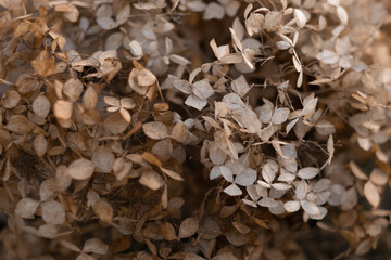 dry hydrangea flowers , dried petals for the background