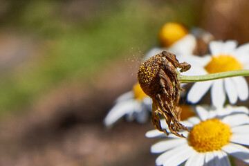 Set of daisies, Bellis perennis. Withered daisy. Flowers with white petals and yellow bud. Many flowers with selective focus.