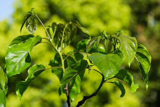 Close-up of fresh spring green leaves Hovenia dulcis, known as Japanese or Oriental Raisin tree in Arboretum Park Southern Cultures in Sirius (Adler) Sochi.