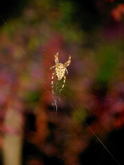small spider Araneus ceropegius and cobweb close up 