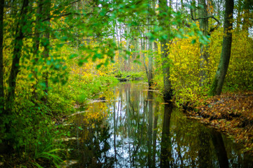 Autumn forest landscape with a small river