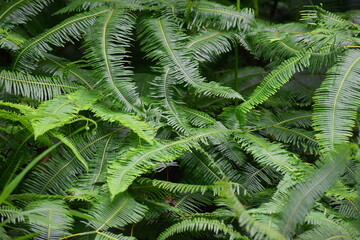 Grass in the morning