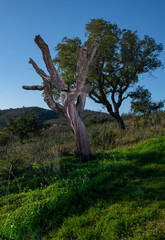 Dying cork oak trees in Algarve Portugal.