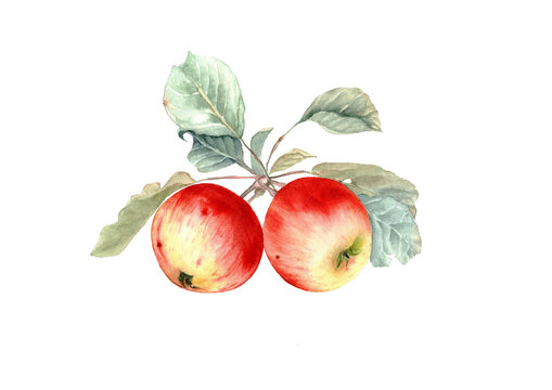 Watercolor frame. Hand drawn apples illustartion 
