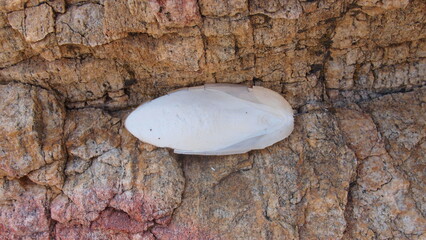 The cuttlebone of a common cuttlefish (Sepia officinalis) on a big rock, Greece, Halkidiki