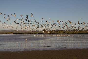 Migratory birds gather in the wetland of Santo Domingo, Chile