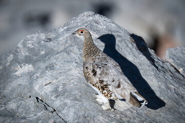 Ptarmigan in its natural habitat between rocks