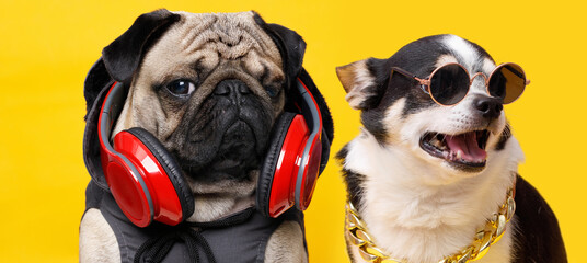 Portrait of dog of the pug breed in the hoodie listening to music in headphones. Chihuahua wearing...