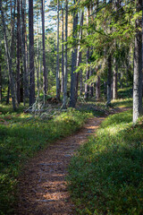 Footpath in the woods. Hike in the forest. Scandinavian nature