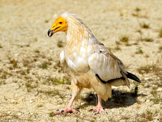 Egyptian vulture (Neophron percnopterus), also called the white scavenger vulture or pharaoh's chicken walking on sandy soil