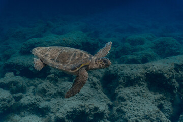 Fototapeta na wymiar Loggerhead Turtle in the water at Kefalonia Island (Greece)