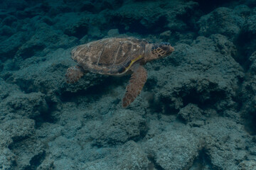 Fototapeta premium Loggerhead Turtle in the water at Kefalonia Island (Greece)