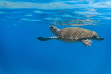 Fotobehang Loggerhead Turtle in the water at Kefalonia Island (Greece) © Simon