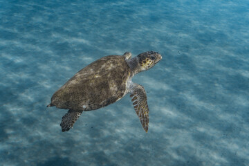 Obraz na płótnie Canvas Loggerhead Turtle in the water at Kefalonia Island (Greece)