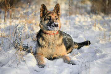 east european shepherd dog in the snow, winter, walk the dog
