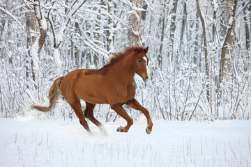 Beautiful sports jumper horse galloping free in winter ranch