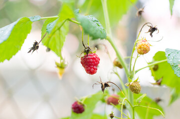 ripe raspberries on a branch in the garden, berries