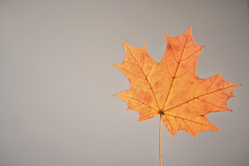 Yellow maple leaf on gray background. Copy space