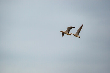 A pair of Greylag Goose (Anser anser) flying in the sky