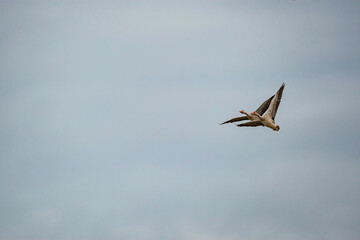 A pair of Greylag Goose (Anser anser) flying in the sky