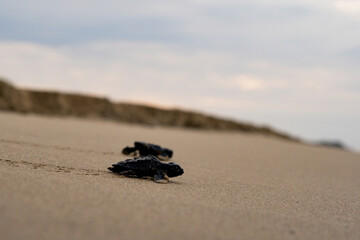 Baby Loggerhead Turtle at Kefalonia (Greece)
