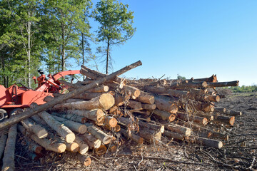 Clear Cut Logging Deforestation Habitat Destruction and Environmental Damage