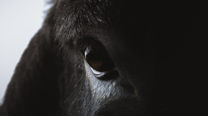 Nahaufnahme von einem Pferdeauge. © Tobi