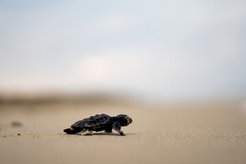 Baby Loggerhead Turtle at Kefalonia (Greece)