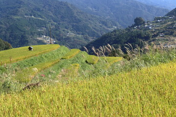 Fototapeta premium 八畝の棚田 実りの秋 （高知県 大豊町）