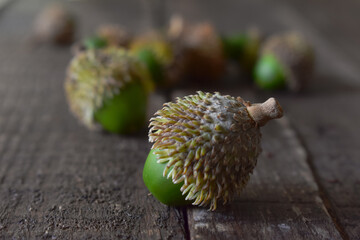 Acorn on wooden Background