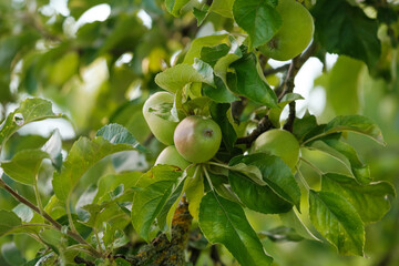 Heranwachsende, reifende Äpfel zwischen grünen Blättern in einem Apfelbaum (Obstanbau / Obstplantage)