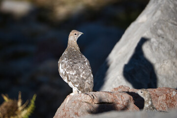 Ptarmigan in its natural habitat between rocks