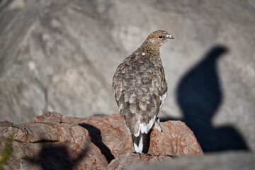 Ptarmigan in its natural habitat between rocks