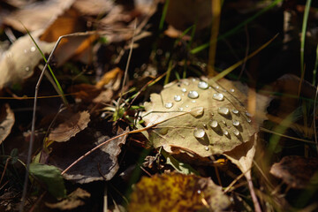 Old withered autumn foliage close up