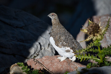 Ptarmigan in its natural habitat between rocks