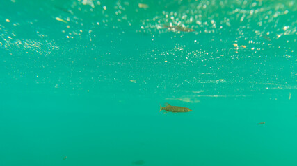 Small northern pike (esox lucius) in a lake