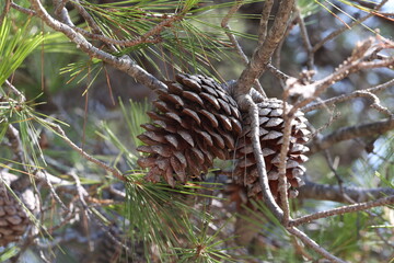 Pine branch with needles and old cones