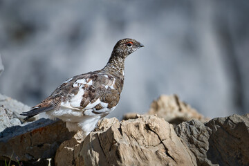 Ptarmigan in its natural habitat between rocks