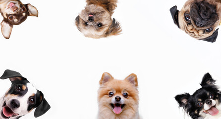 Panoramic photo of funny smiling dogs on white background. Lovely puppy of pomeranian spitz,...