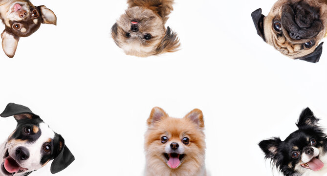 Panoramic photo of funny smiling dogs on white background. Lovely puppy of pomeranian spitz, chihuahua, Shih tzu and Jack Russell Terrier. Wide angle horizontal wallpaper or web banner.