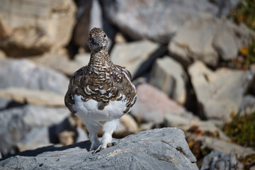 Ptarmigan in its natural habitat between rocks