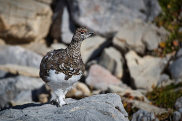 Ptarmigan in its natural habitat between rocks