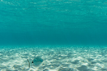 Fototapeta na wymiar Mesmerizing Underwater shot for a Wallpaper