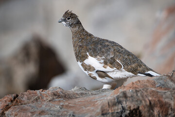 Ptarmigan in its natural habitat between rocks