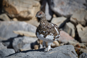 Ptarmigan in its natural habitat between rocks